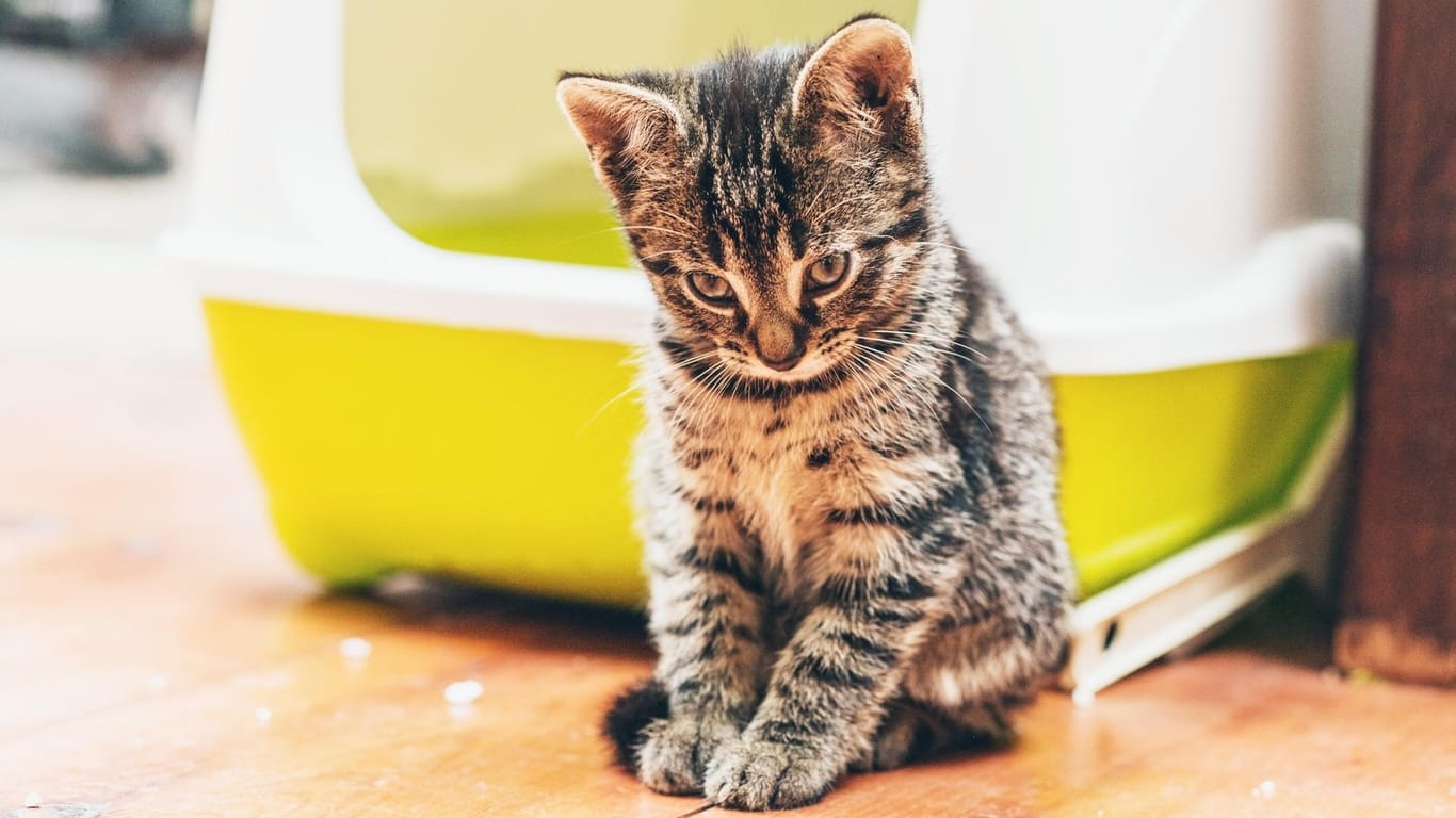 Eine junge Katze vor dem Katzenklo: Kleine Tiere brauchen einen niedrigen Rand für den leichten Einstieg.