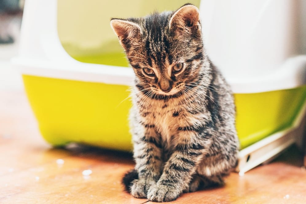 Eine junge Katze vor dem Katzenklo: Kleine Tiere brauchen einen niedrigen Rand für den leichten Einstieg.