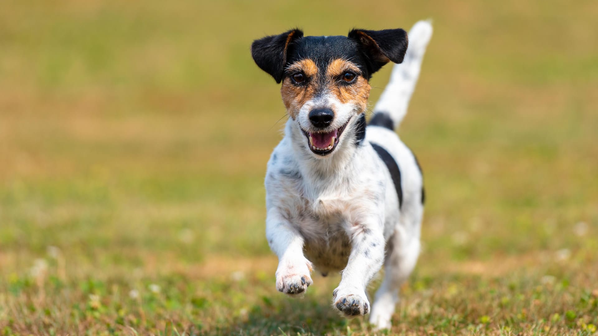 Ein Jack Russell Terrier: Tierärzte sehen Hunde durch strengere Antibiotika-Regeln in Gefahr.