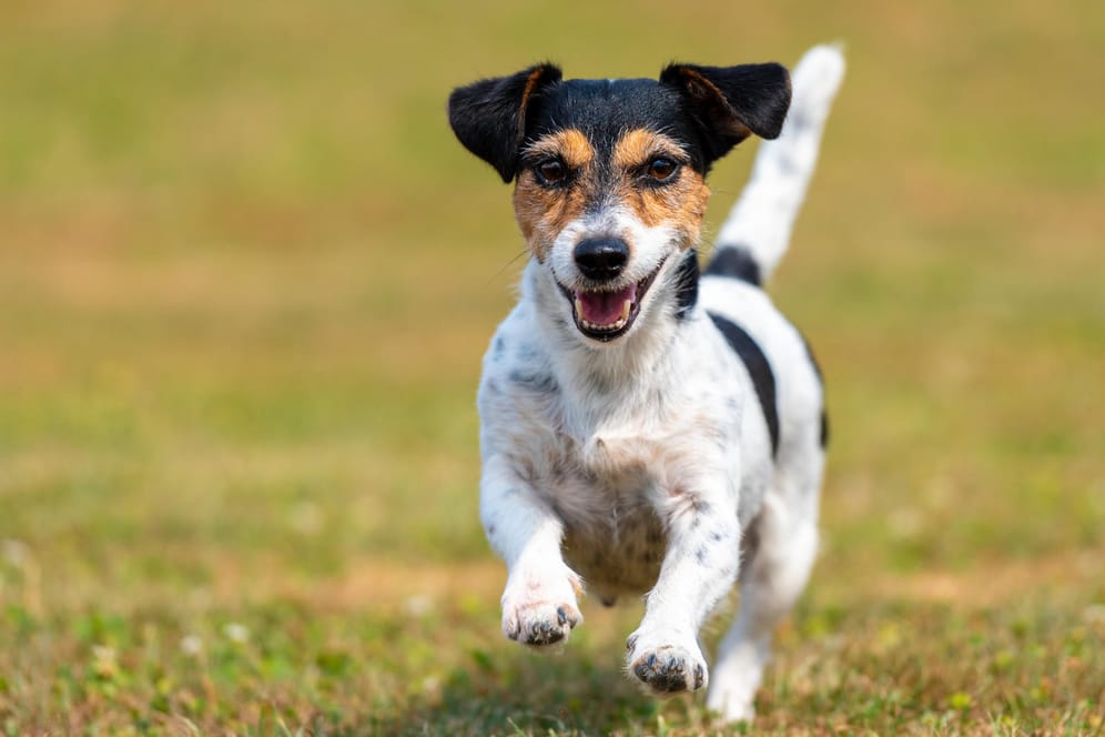 Ein Jack Russell Terrier: Tierärzte sehen Hunde durch strengere Antibiotika-Regeln in Gefahr.