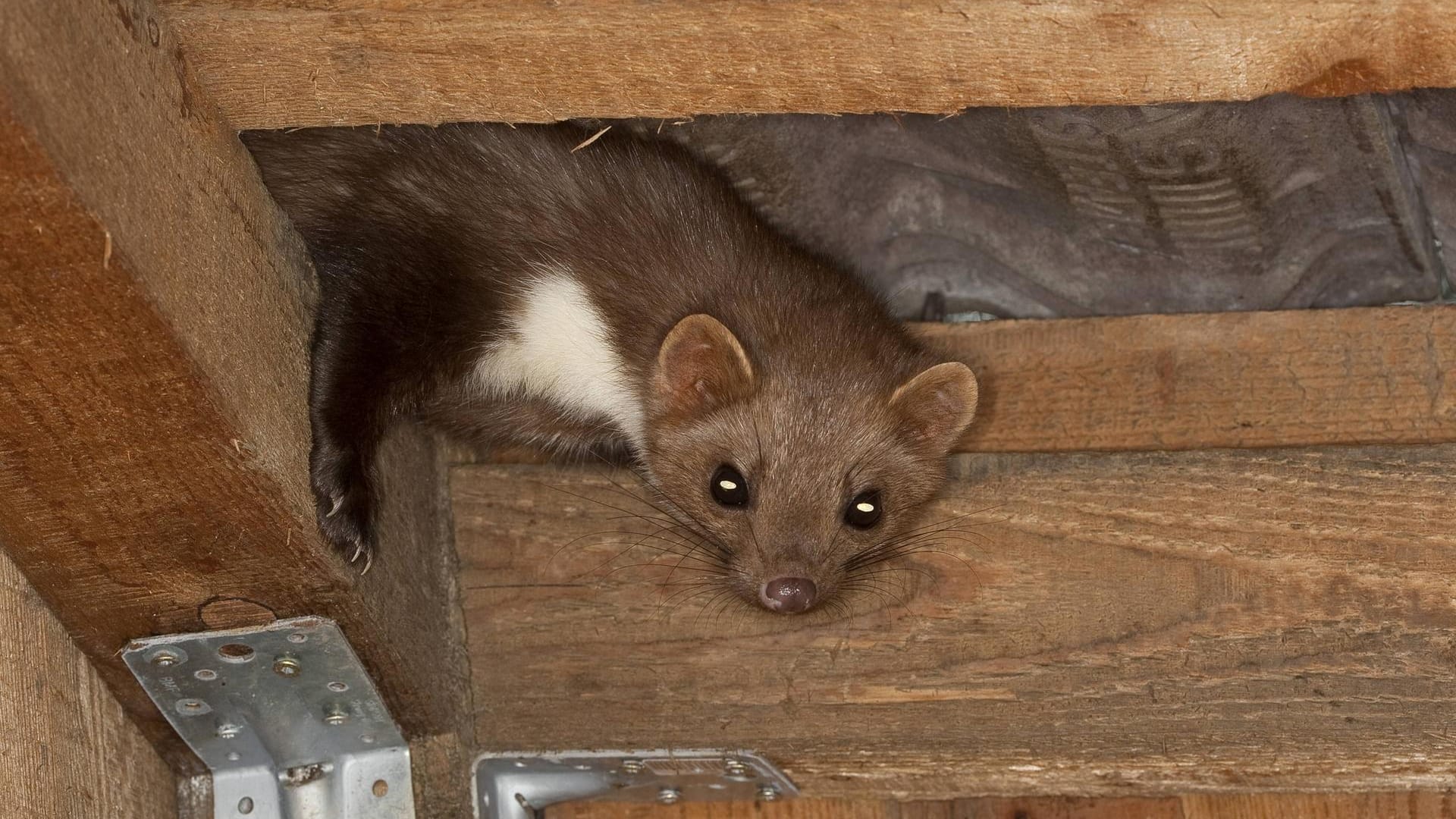 Marder: Meist fällt ein Marder im Haus anfangs nicht auf, da die Tiere erst nachts aktiv werden.