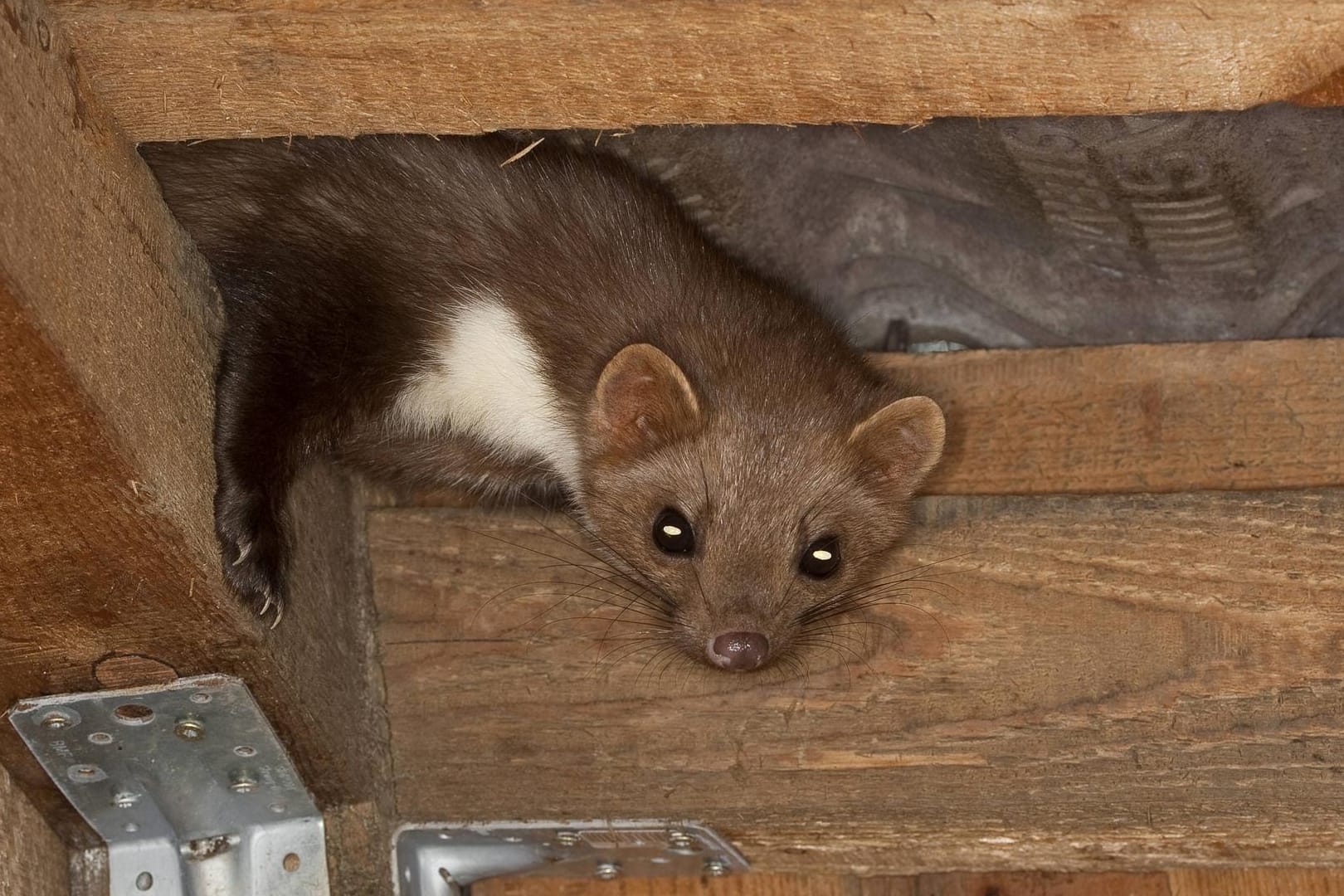 Marder: Meist fällt ein Marder im Haus anfangs nicht auf, da die Tiere erst nachts aktiv werden.