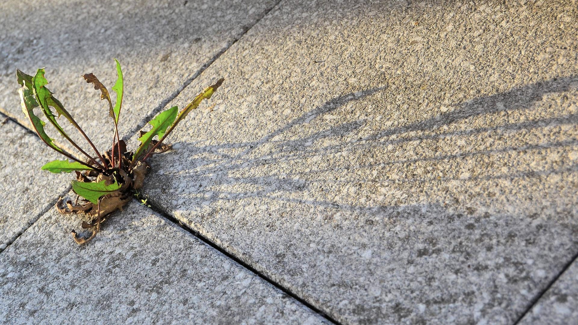 Terrassenplatten reinigen: In den Fugen zwischen den Steinfliesen wächst mitunter Wildkraut, das man herauskratzen sollte.