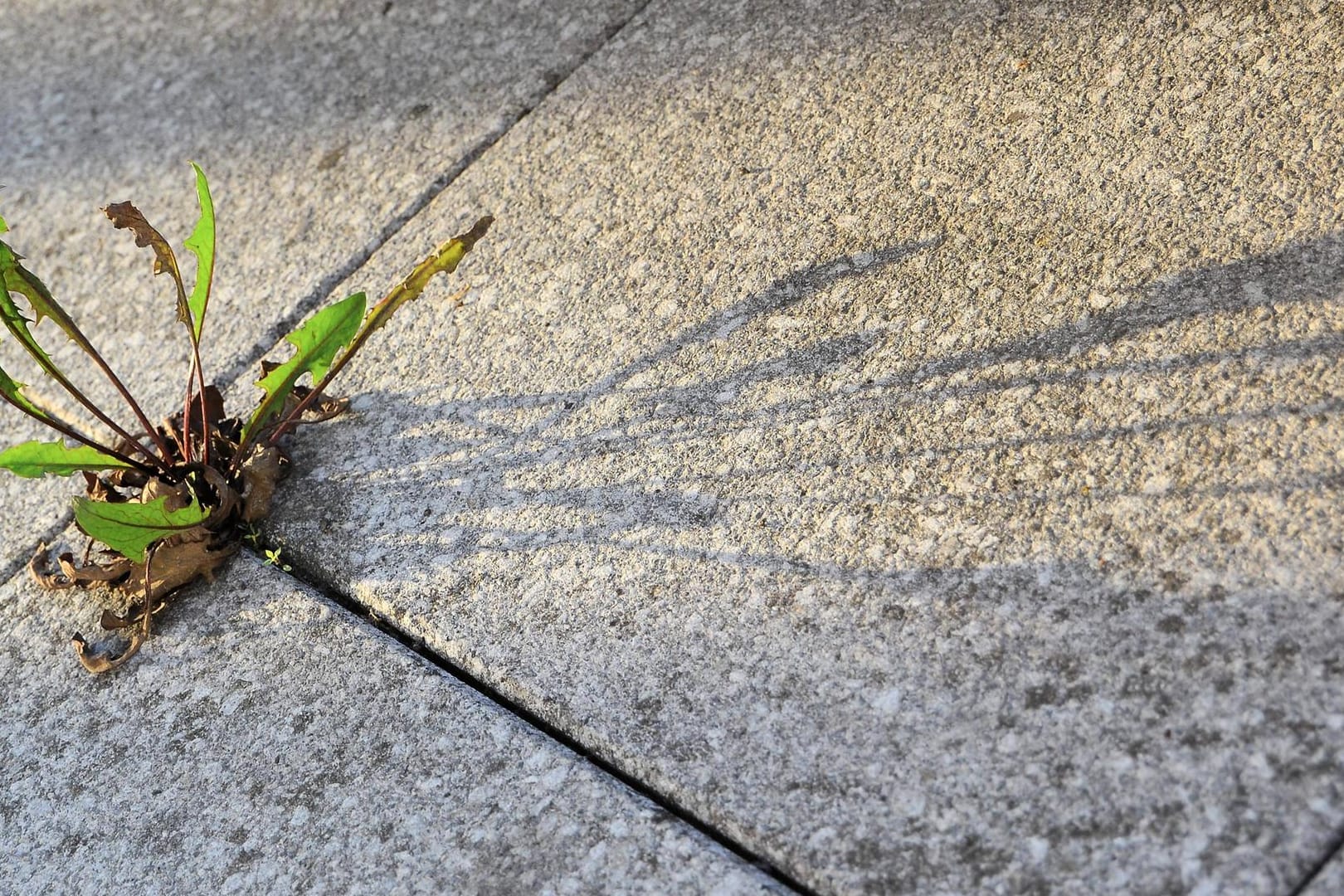 Terrassenplatten reinigen: In den Fugen zwischen den Steinfliesen wächst mitunter Wildkraut, das man herauskratzen sollte.