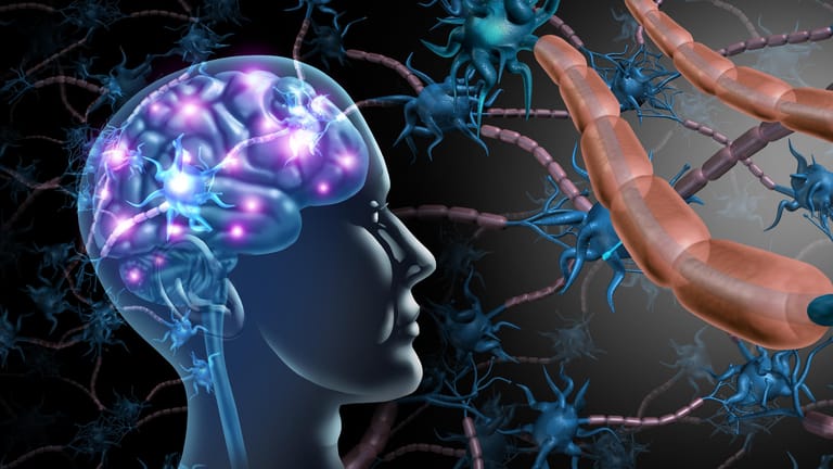 Symbolische 3-D-Illustration zur Anatomie des zentralen Nervensystems: Bei Multipler Sklerose kommt es zu chronischen Entzündungen der Nervenfasern im Gehirn.