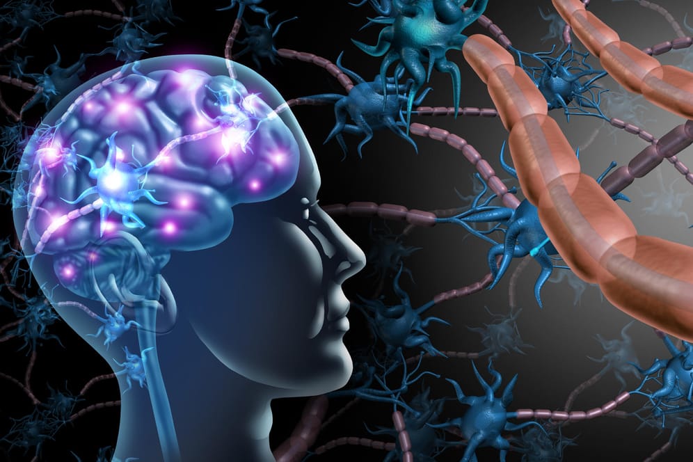 Symbolische 3-D-Illustration zur Anatomie des zentralen Nervensystems: Bei Multipler Sklerose kommt es zu chronischen Entzündungen der Nervenfasern im Gehirn.