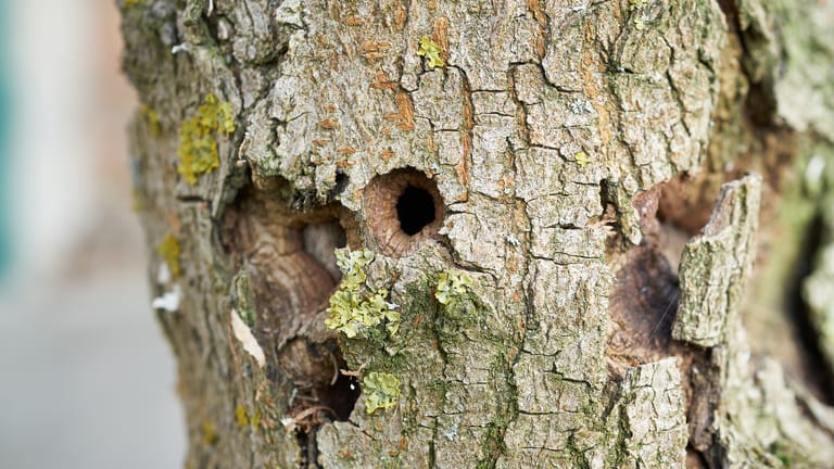 Asiatischer Laubholzbockkäfer: Der Käfer richtet sowohl im Inneren als auch außen starke Schäden an Bäumen an.