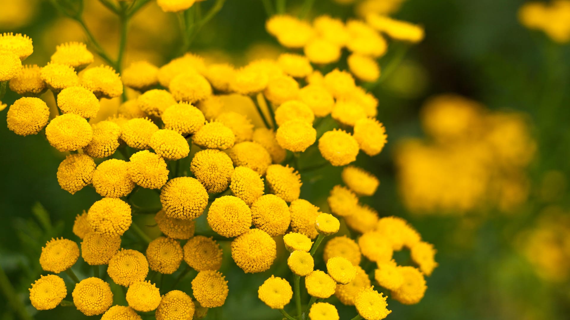 Rainfarn: Rainfarn (Tanacetum vulgare) wird auch als Wurmkraut bezeichnet.