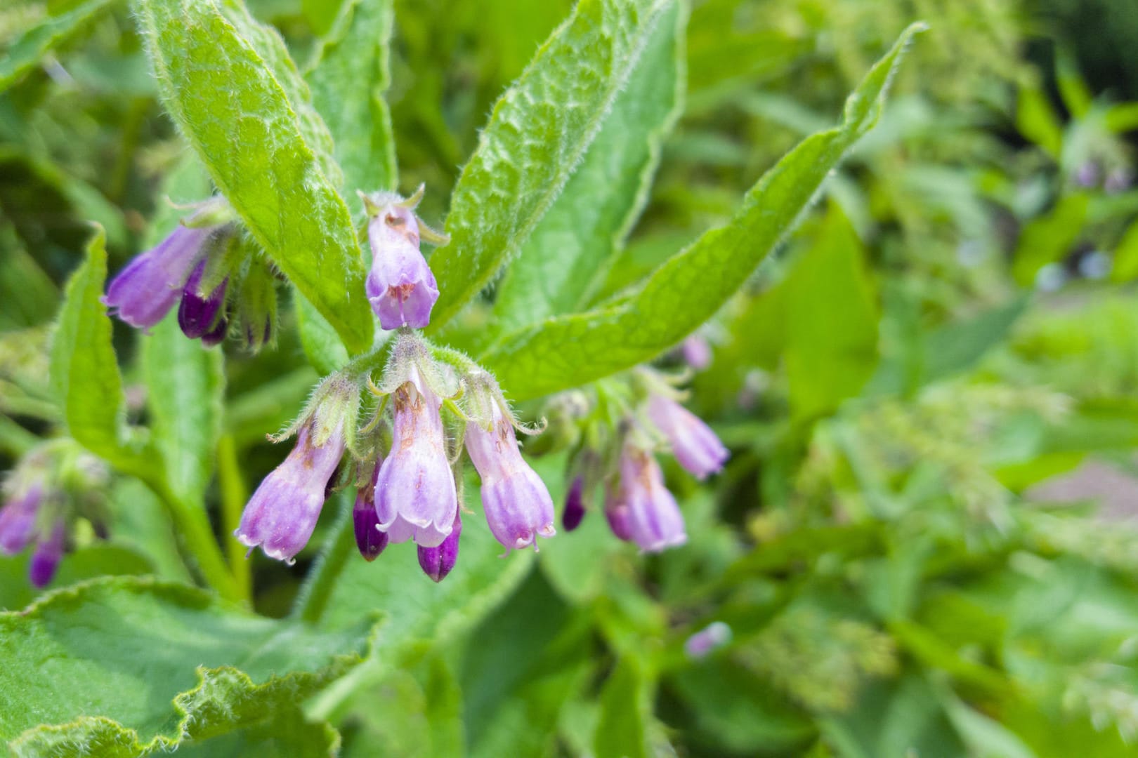 Beinwell: Die Wurzel des Beinwell (Symphytum officinale) wird in der Heilkunde verwendet.