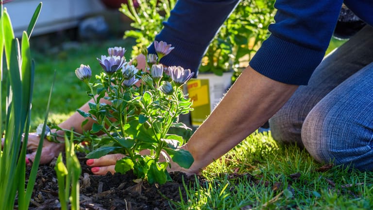 Gartenarbeit: Dünger macht Pflanzen robust gegen Schädlinge und Krankheiten.