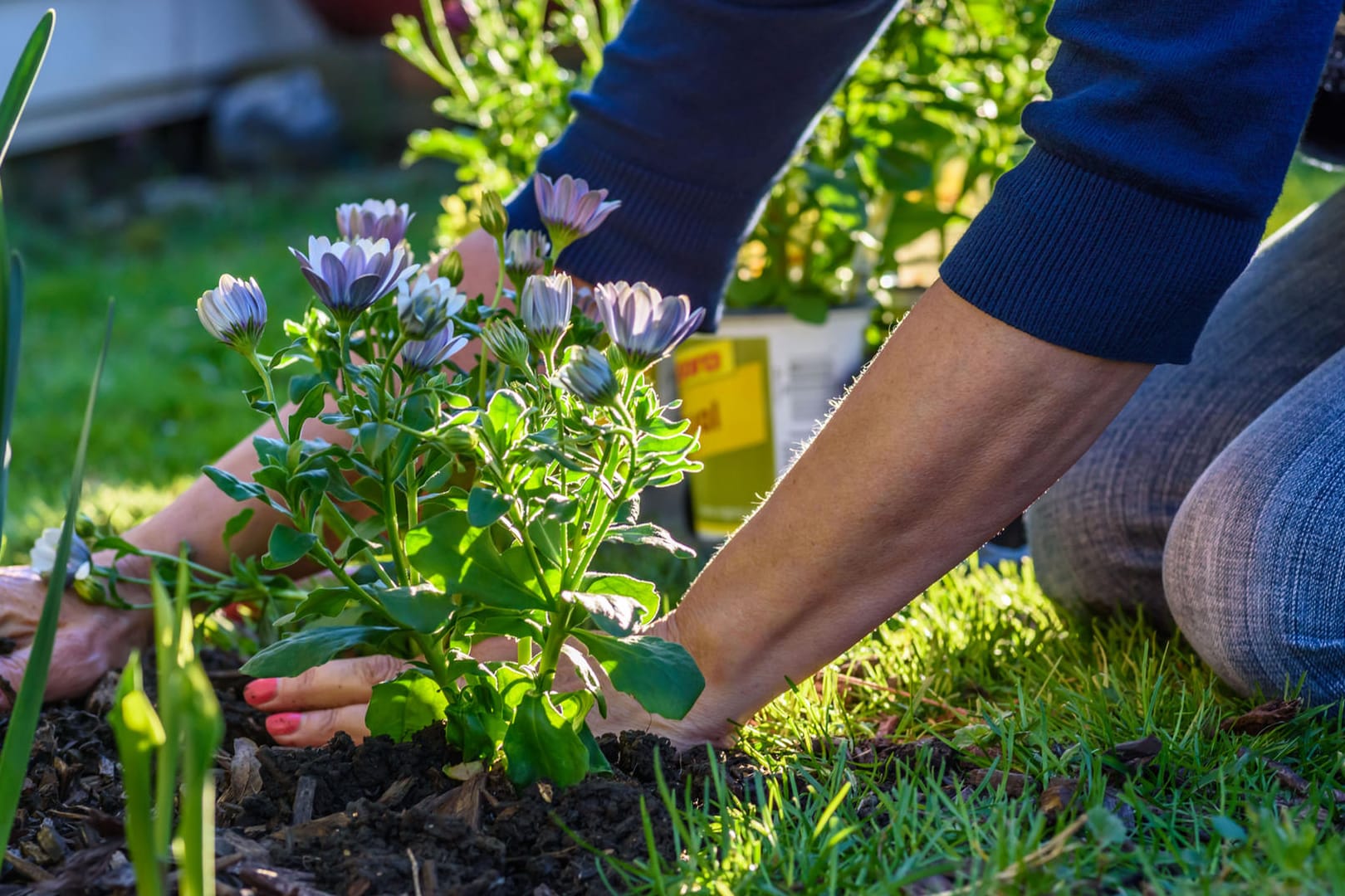 Gartenarbeit: Dünger macht Pflanzen robust gegen Schädlinge und Krankheiten.