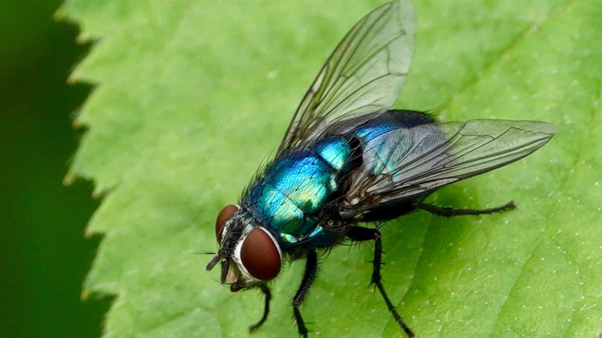 Fliegen vertreiben: Der Geruch bestimmter Pflanzen vertreibt sowohl lästige Schmeiß- als auch Obstfliegen und Mücken. Dazu zählt unter anderem die Tomatenpflanze.