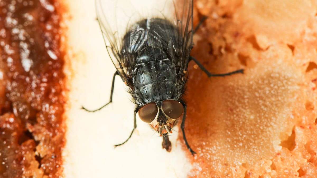 Fliegen vertreiben und dauerhaft loswerden So gelingt es