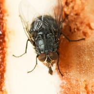 Hausfliege: Das Insekt gilt als unhygienisch, da es sich nicht nur auf Speiseresten, sondern auch auf Kot und anderen Ausscheidungen aufhält.
