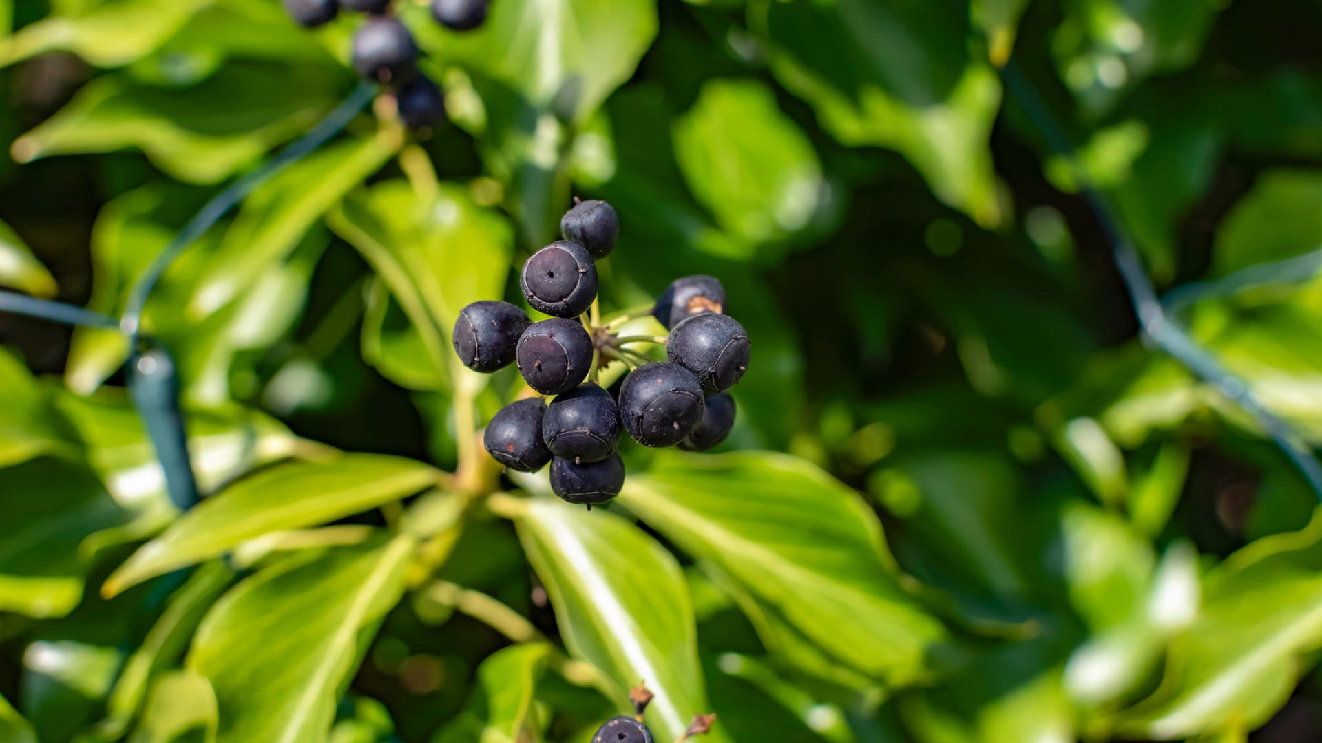 Efeu: Die Beeren des Efeus sind giftig und sollten auf keinen Fall verzehrt werden.