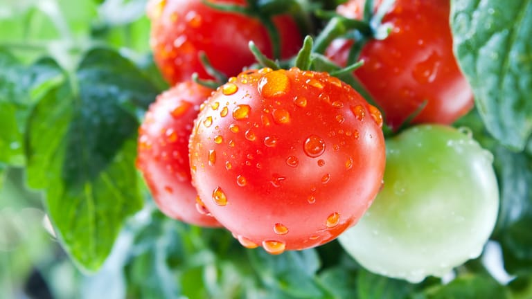 Tomaten: Zu viel Wasser ist für die Pflanzen schädlich.
