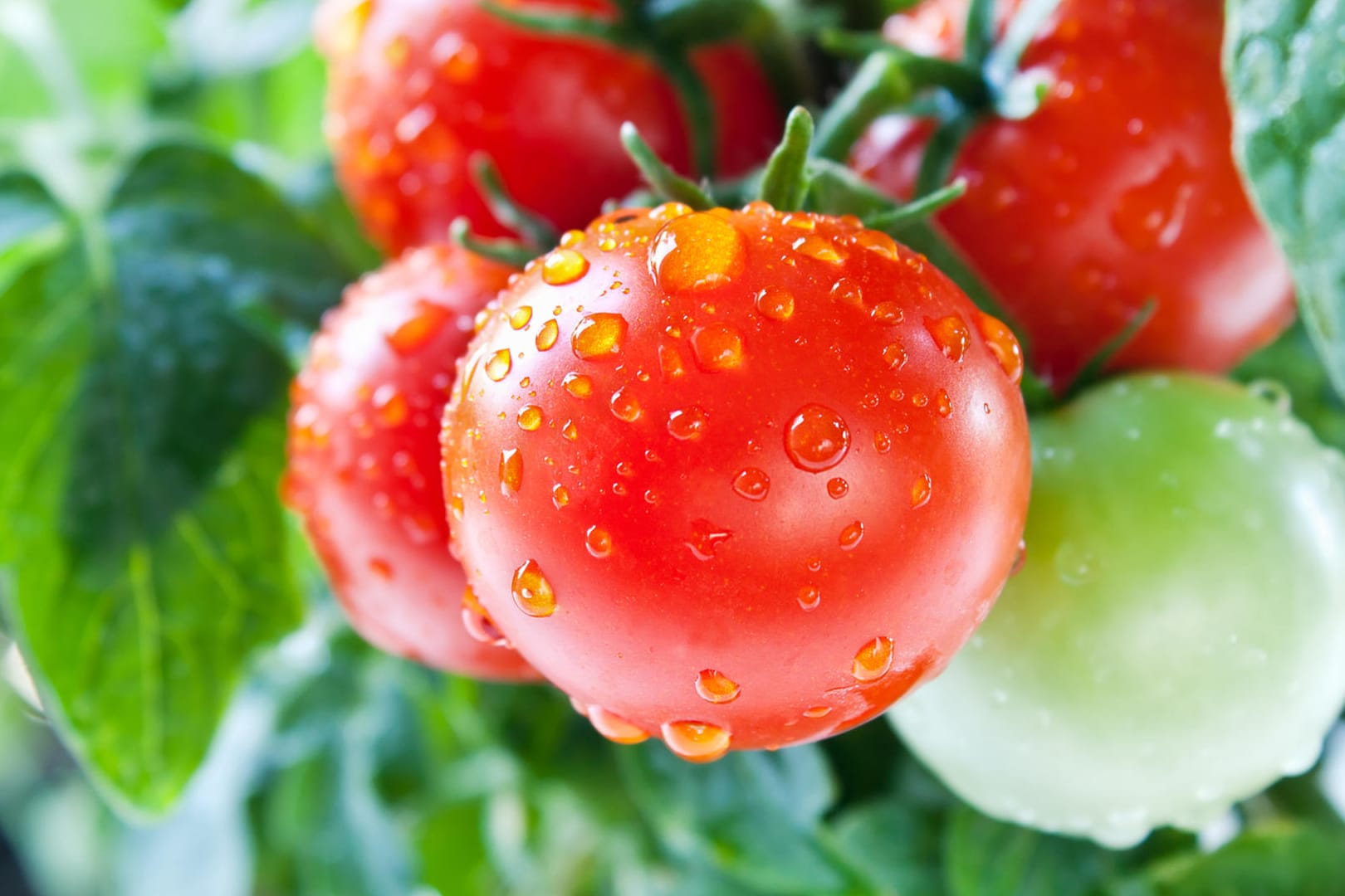 Tomaten: Zu viel Wasser ist für die Pflanzen schädlich.