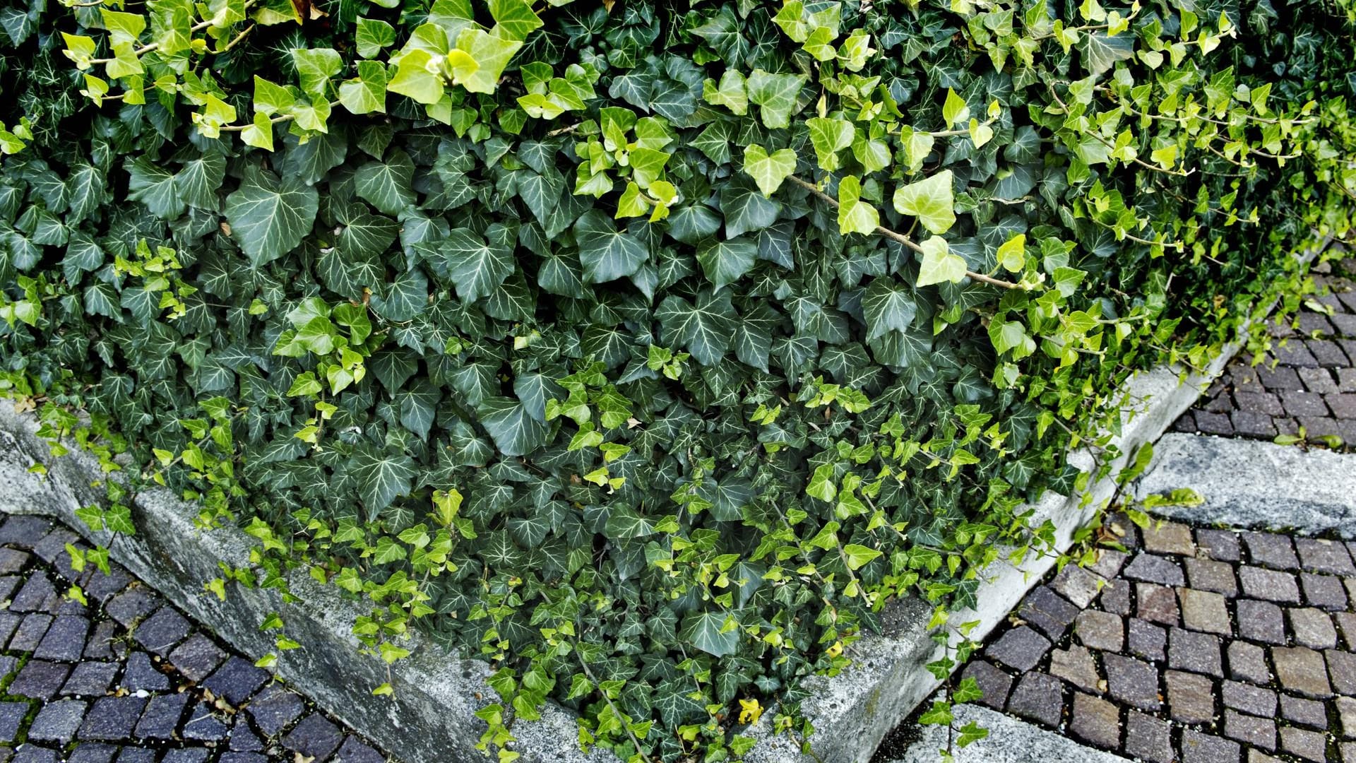 Gemeiner Efeu (Hedera helix): Er ist beliebt als immergrüner Bodendecker.