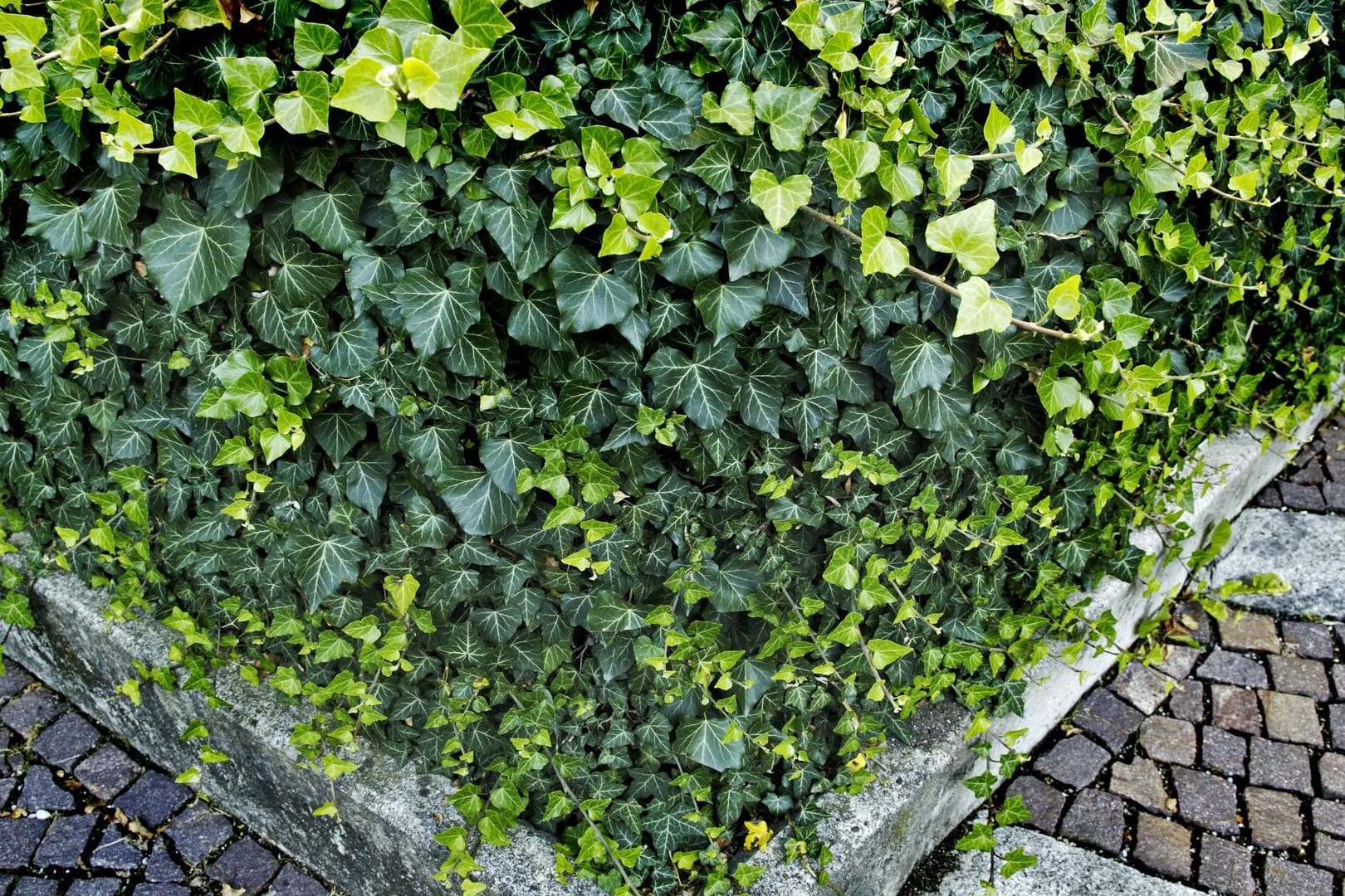 Gemeiner Efeu (Hedera helix): Er ist beliebt als immergrüner Bodendecker.