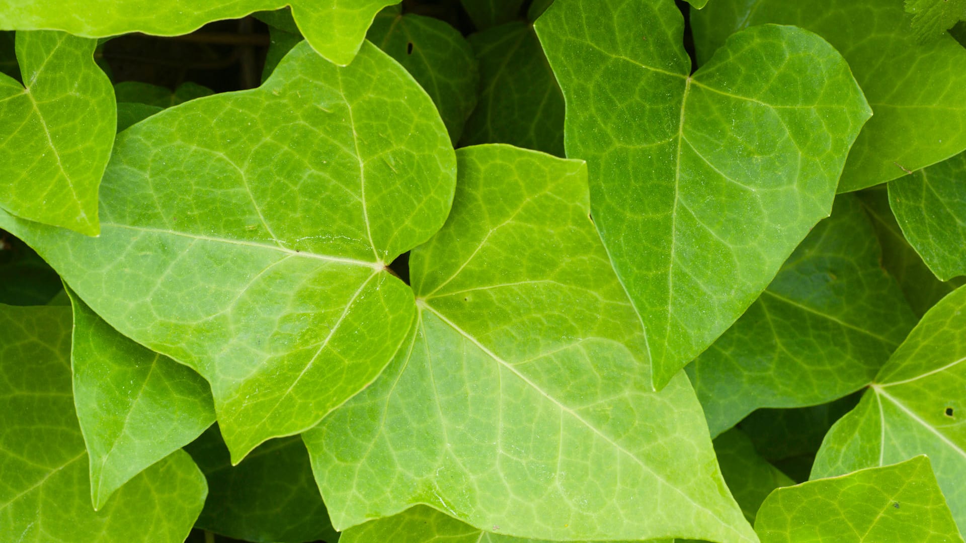 Gemeiner Efeu (Hedera helix): Er wächst sowohl im Schatten als auch in sonniger Lage.