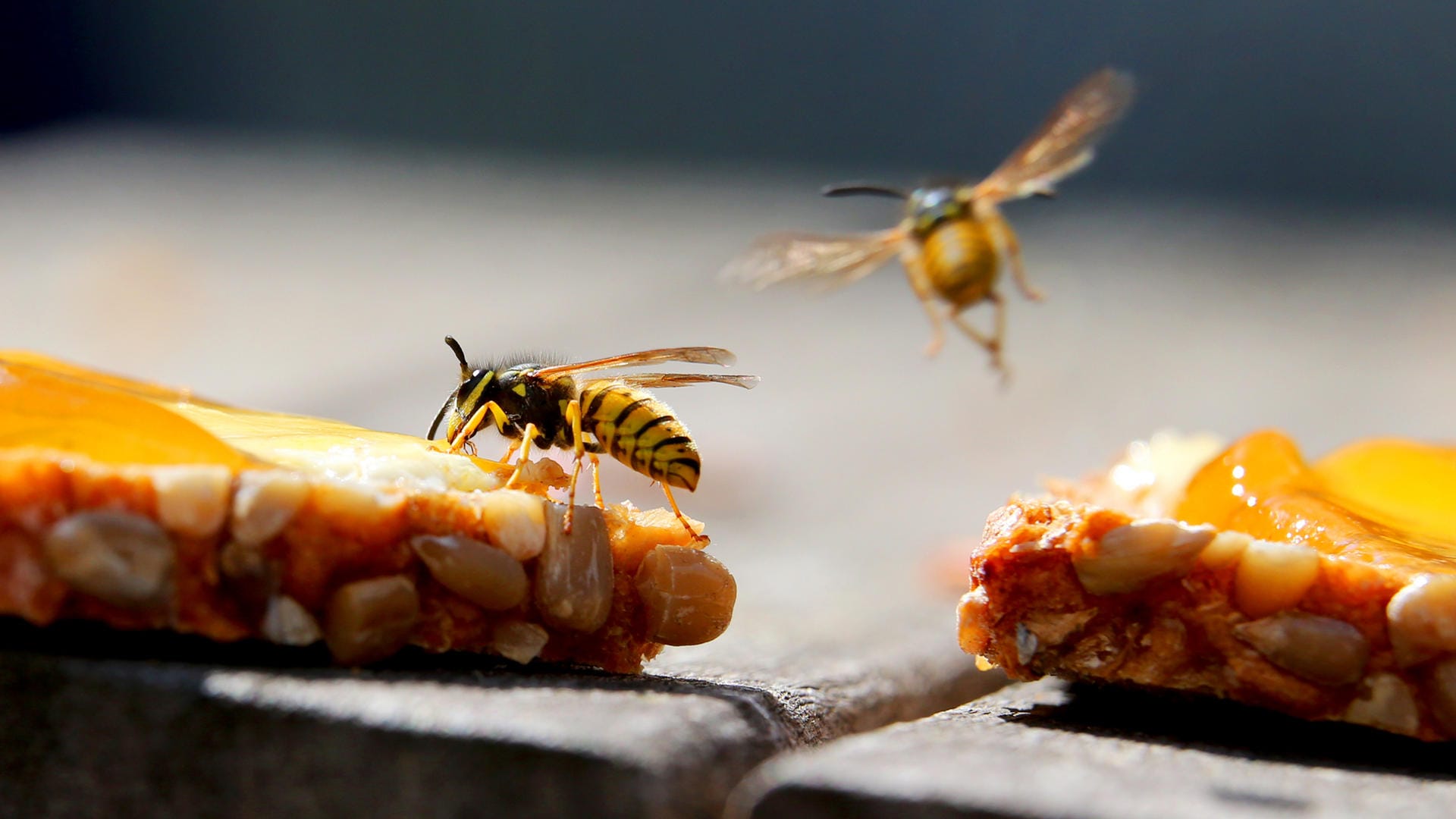 Wespen: Süße Speisen, etwa ein Marmeladenbrot, sind für die Insekten besonders anziehend.