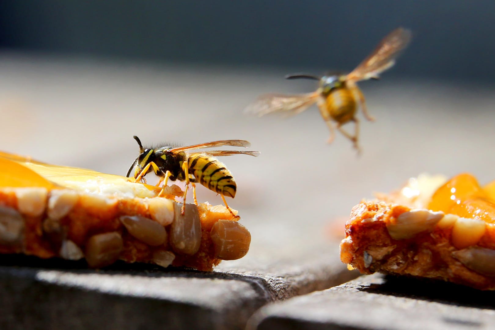 Wespen: Süße Speisen, etwa ein Marmeladenbrot, sind für die Insekten besonders anziehend.