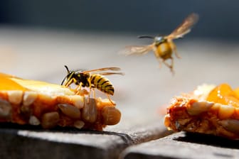 Wespen: Süße Speisen, etwa ein Marmeladenbrot, sind für die Insekten besonders anziehend.