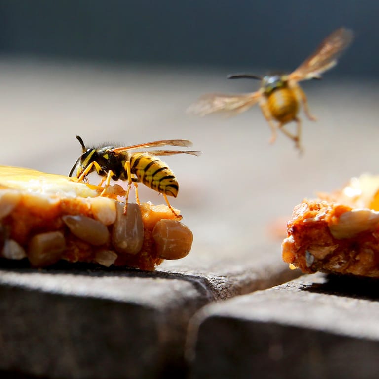 Wespen: Süße Speisen, etwa ein Marmeladenbrot, sind für die Insekten besonders anziehend.