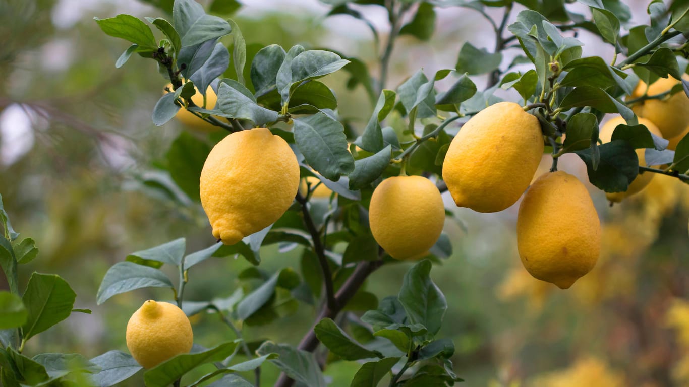 Zitronenbaum (Citrus limon): Wenn er Früchte trägt, freut sich der Hobbygärtner.