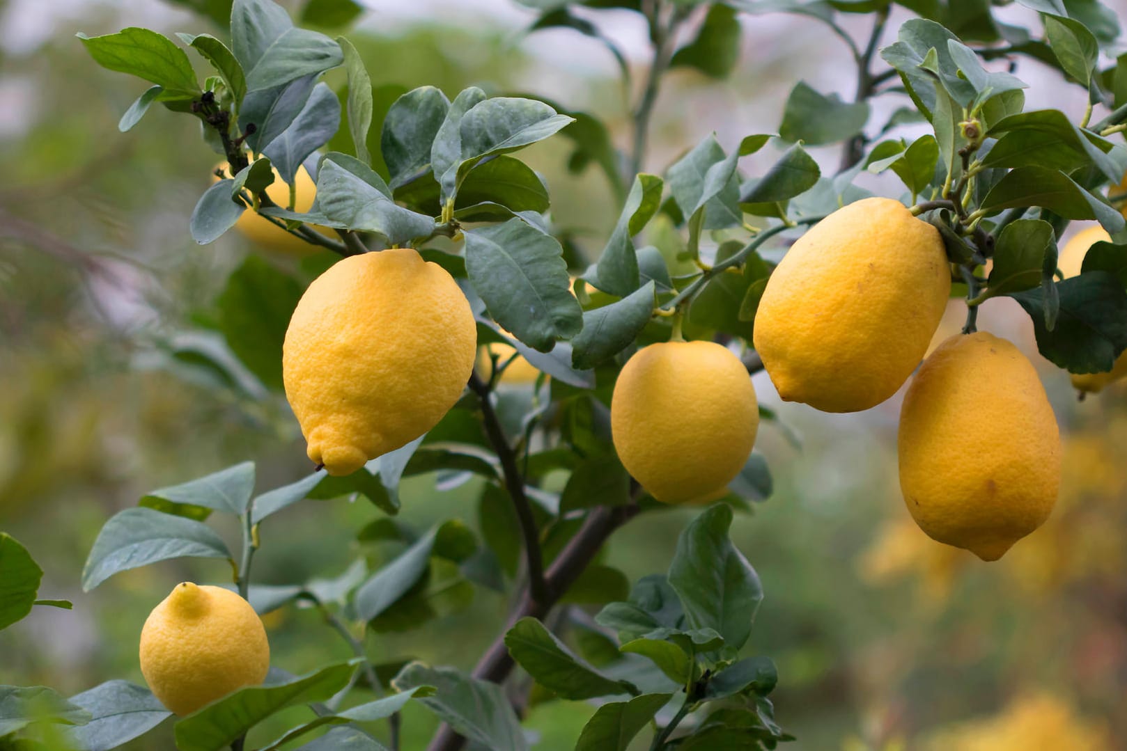 Zitronenbaum (Citrus limon): Wenn er Früchte trägt, freut sich der Hobbygärtner.