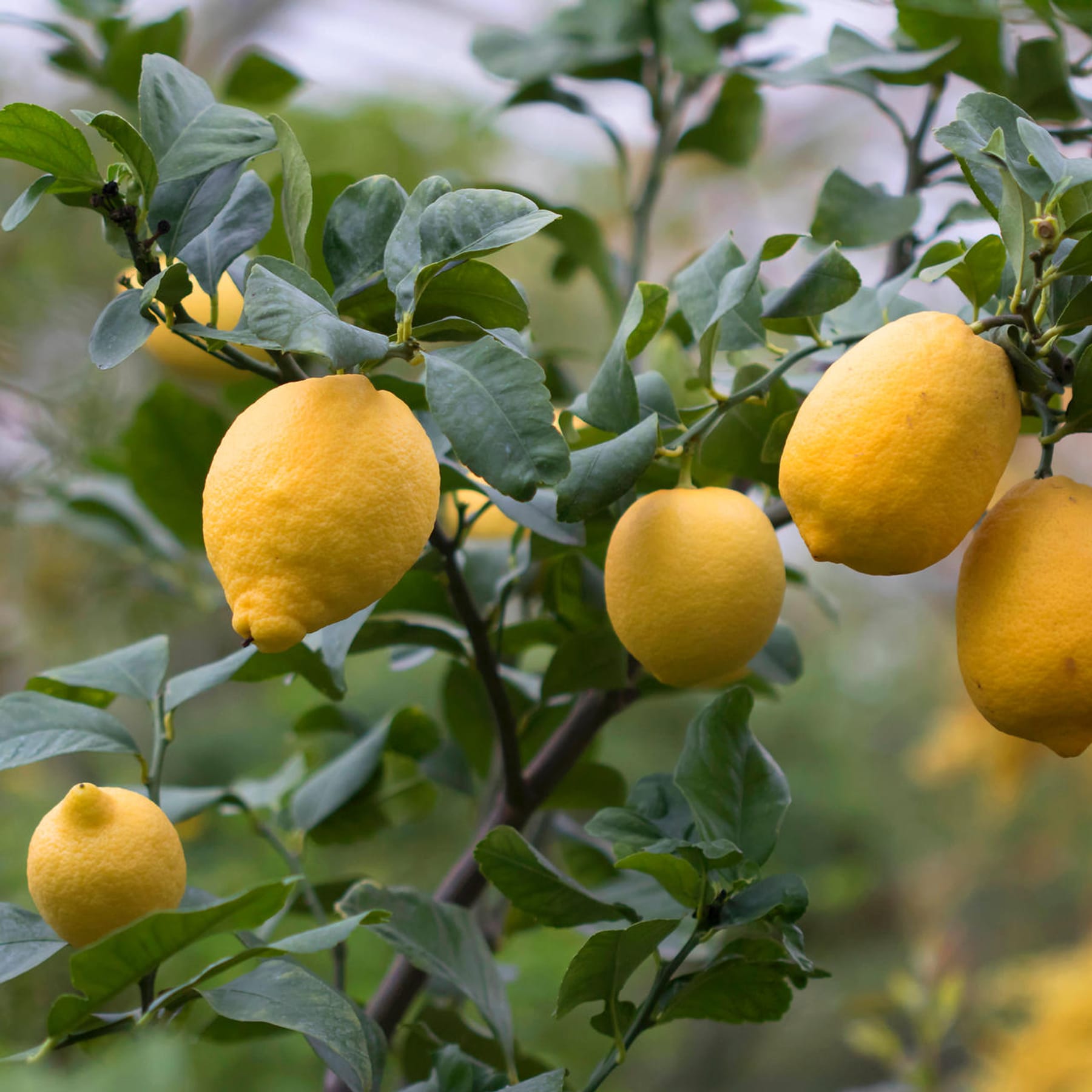 Zitronenbaum Tipps zum Pflegen, Schneiden und Überwintern