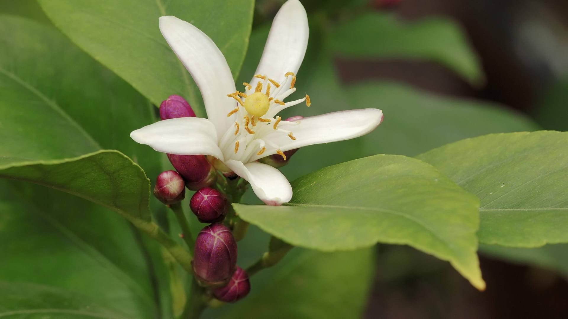 Zitronenbaum (Citrus limon): Ein selbst gezogener blüht frühestens ab einem Alter von acht Jahren.