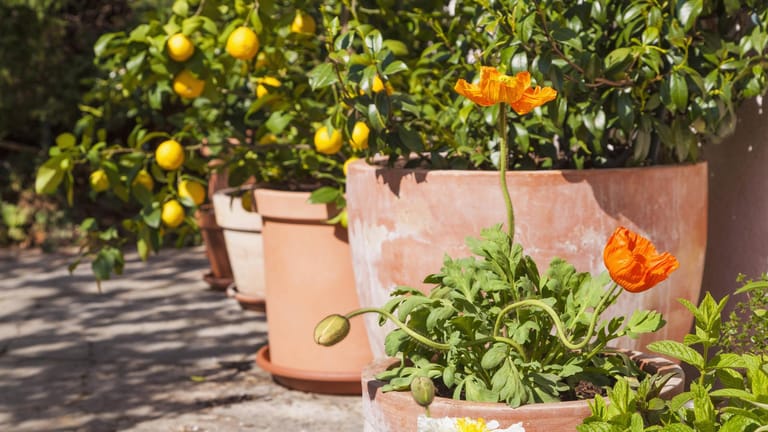 Zitronenbaum (Citrus limon): Er gedeiht gut in großen Terrakottatöpfen.