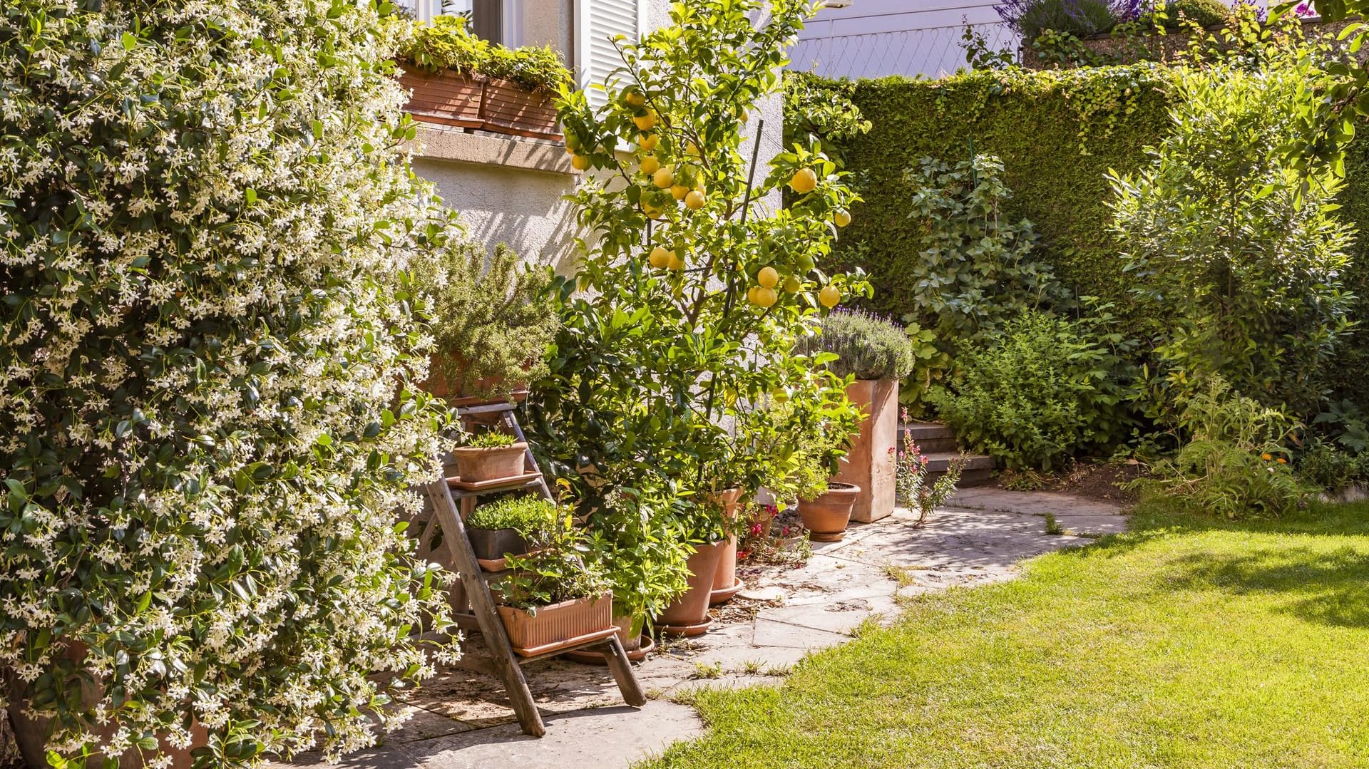 Zitronenbaum (Citrus limon): Die Pflanze mag einen sonnigen Standort im Freien.