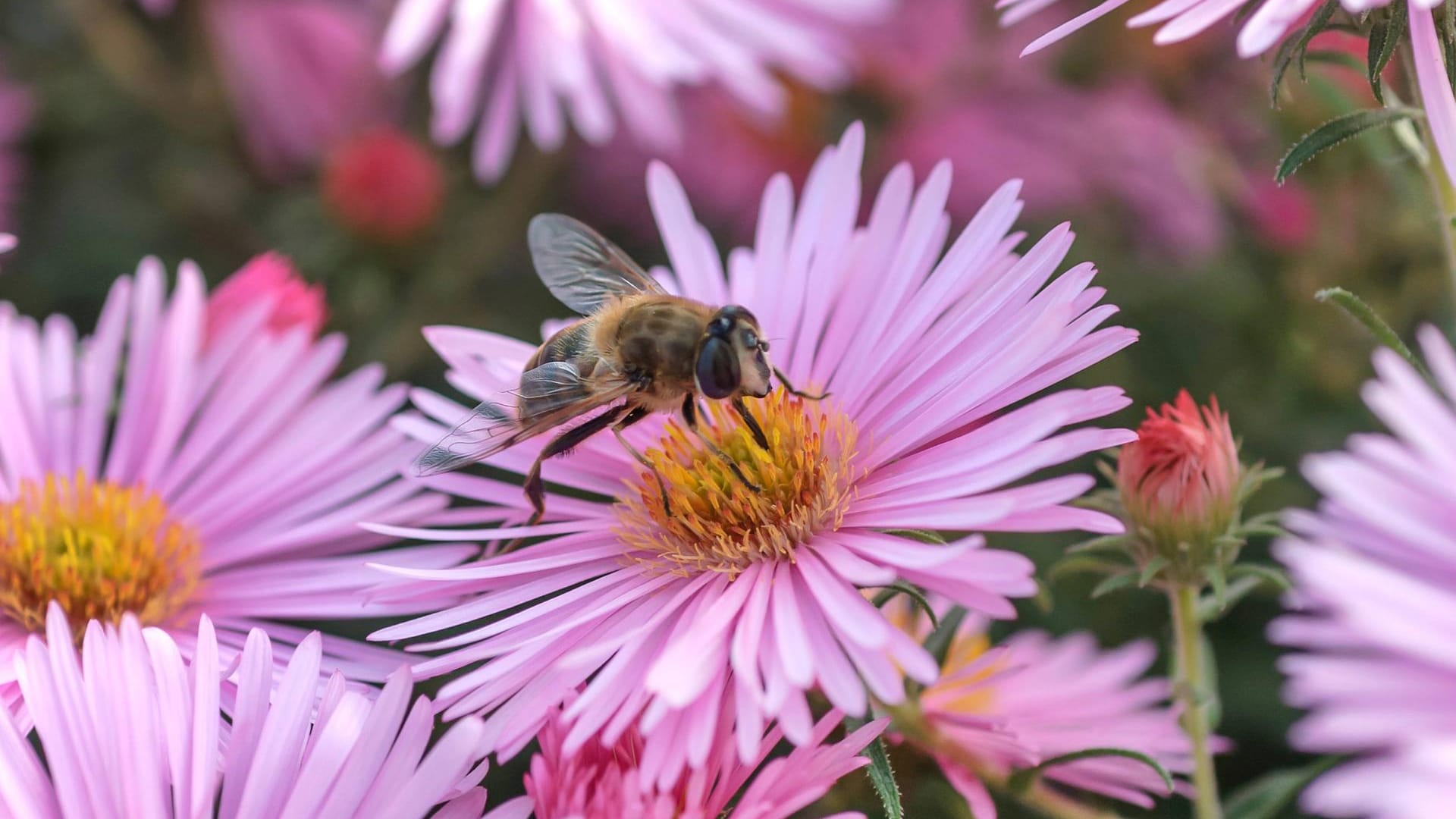 Neuenglandaster: Die Herbstaster (Aster novae-angliae) eignet sich vor allem für den Balkon oder die Terrasse.