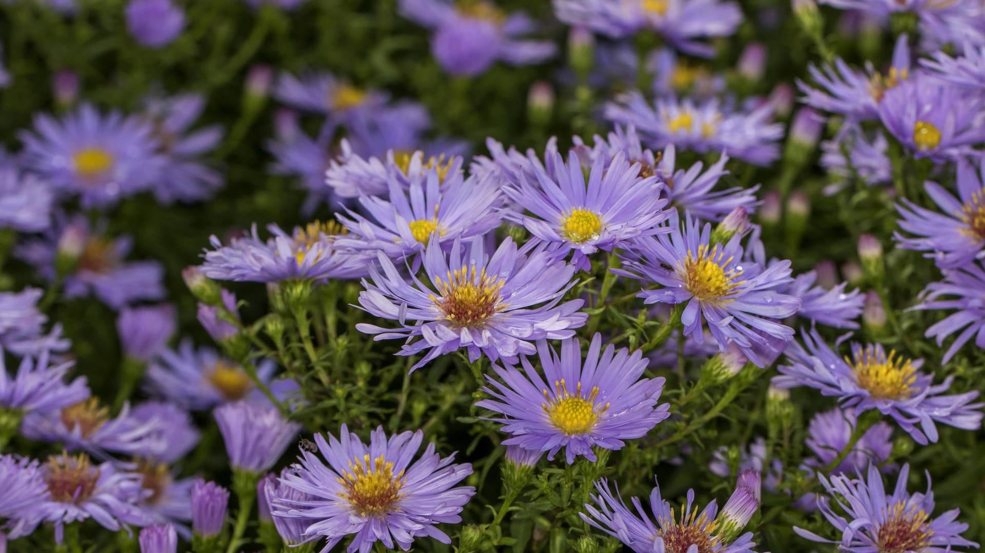 Kissenaster: Kissenastern (Aster dumosus) sind anfälliger für Krankheiten.