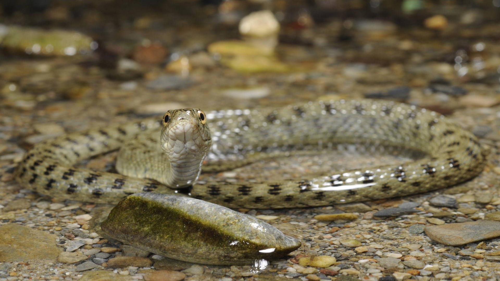 Würfelnatter: Sie wurde zum "Reptil des Jahres 2009" gekürt.