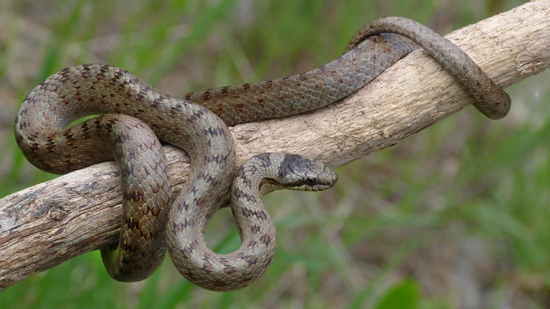 Schlingnatter: Sie wurde zum "Reptil des Jahres 2013" gekürt.