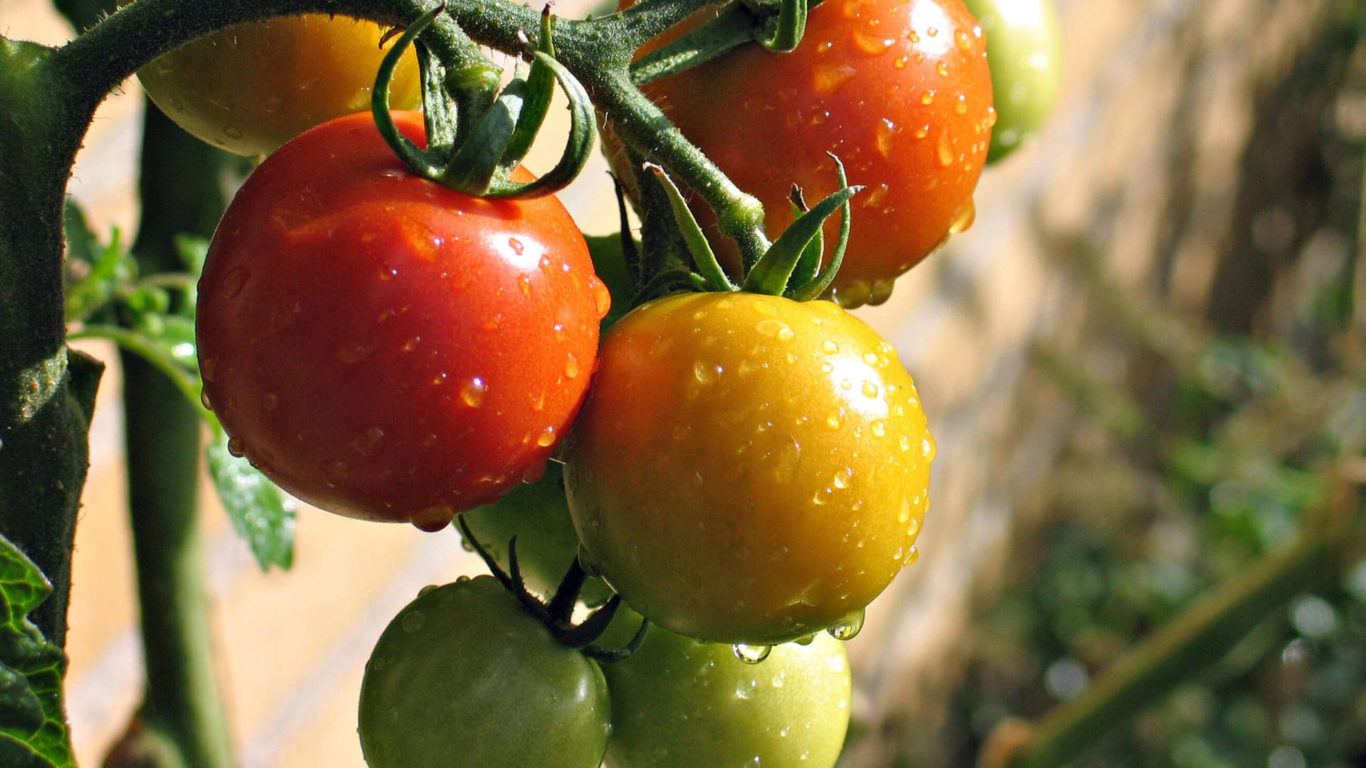 Unreife Tomaten: Ihre rote Farbe bekommen sie auch, wenn sie gepflückt und richtig gelagert werden.