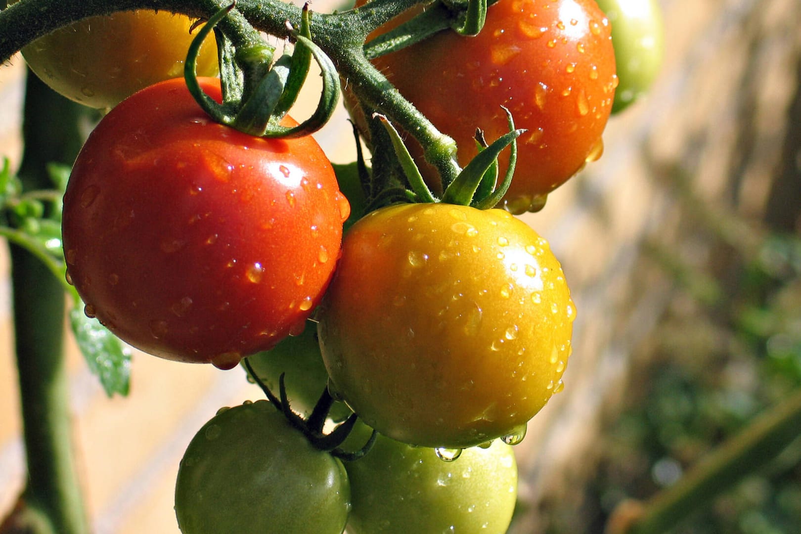 Unreife Tomaten: Ihre rote Farbe bekommen sie auch, wenn sie gepflückt und richtig gelagert werden.