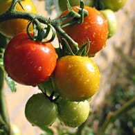 Unreife Tomaten: Ihre rote Farbe bekommen sie auch, wenn sie gepflückt und richtig gelagert werden.