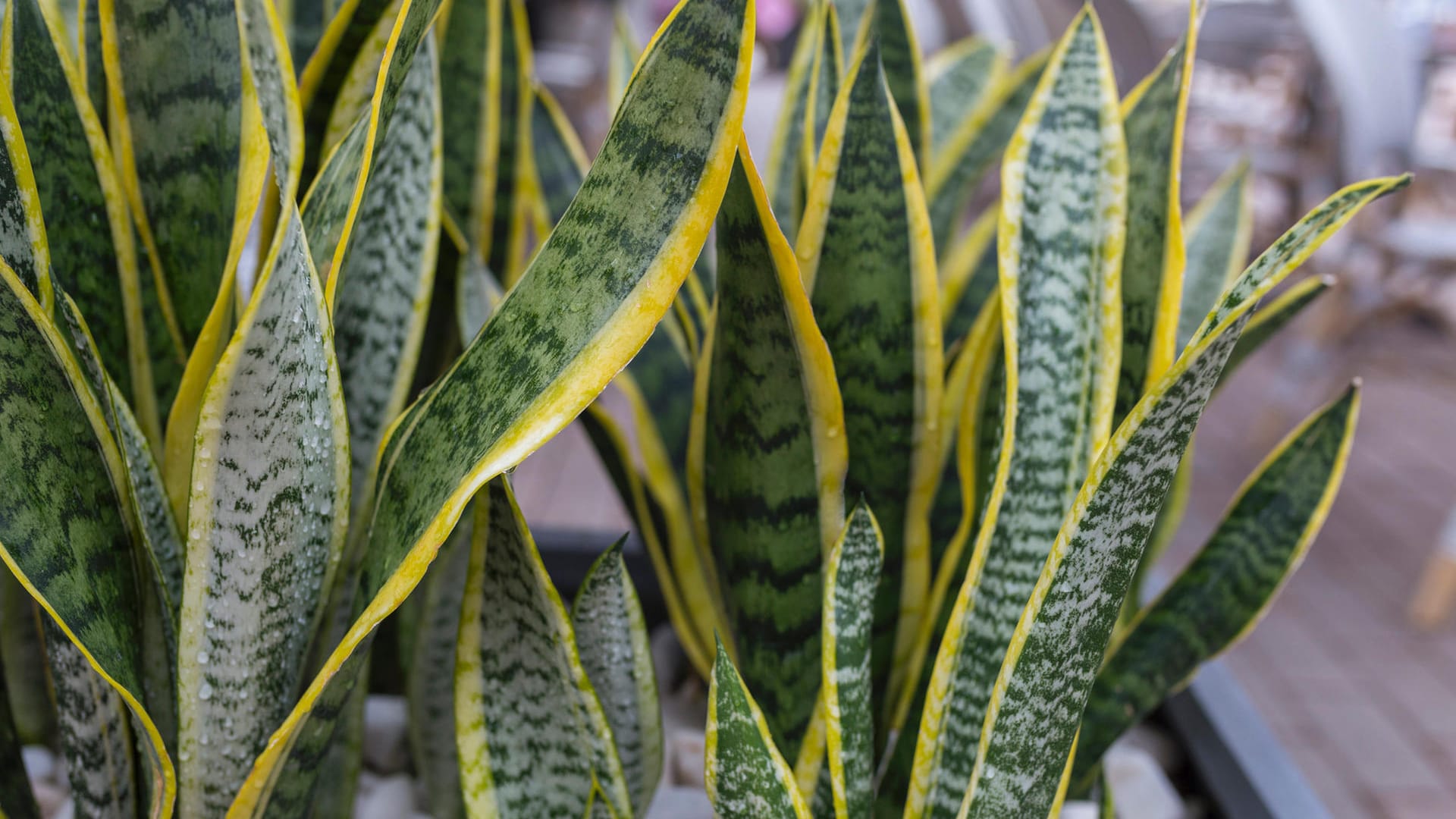 Bogenhanf (Sansevieria): Er gilt als gute Wahl für Zimmerpflanzen-Anfänger.