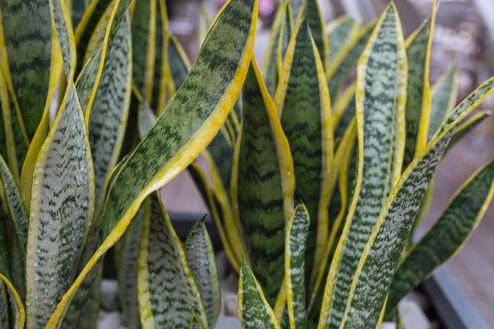 Bogenhanf (Sansevieria): Er gilt als gute Wahl für Zimmerpflanzen-Anfänger.