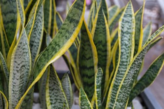 Bogenhanf (Sansevieria): Er gilt als gute Wahl für Zimmerpflanzen-Anfänger.