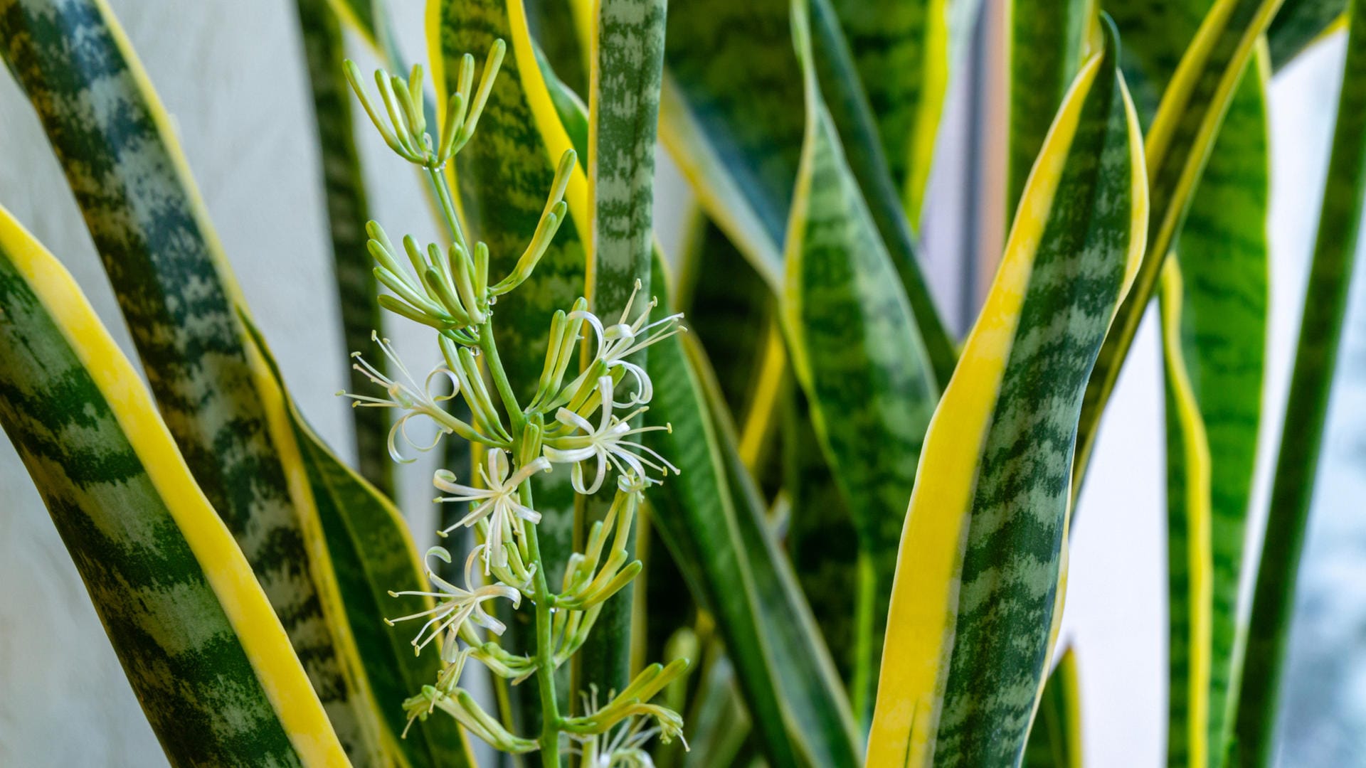 Bogenhanf (Sansevieria): Die Sorte 'Laurentii' zeigt kleine weiße Blüten.