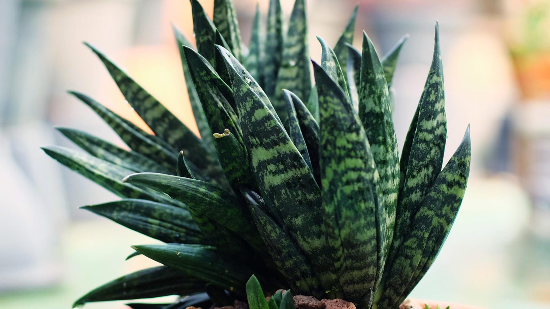 Bogenhanf (Sansevieria): Die Sorte 'Hahnii' hat kurze, gedrungene Blätter.