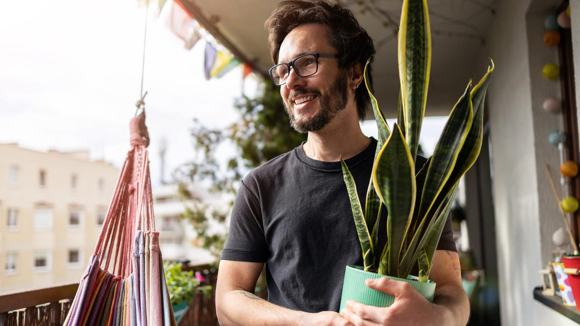 Bogenhanf (Sansevieria): Im Sommer darf die Zimmerpflanze auch auf den Balkon.