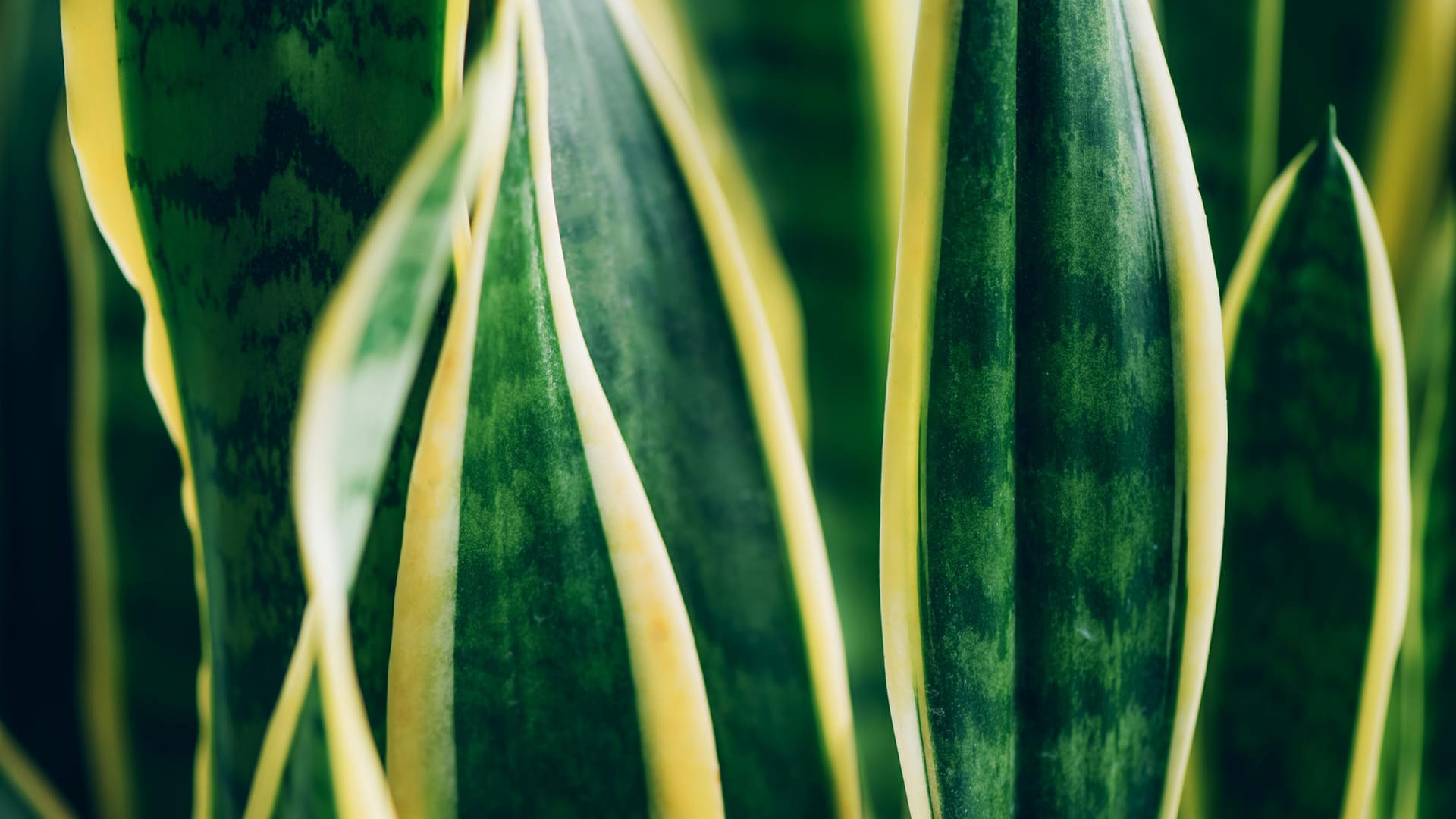 Bogenhanf (Sansevieria): Die Sorte 'Laurentii' punktet mit gelben Blatträndern.