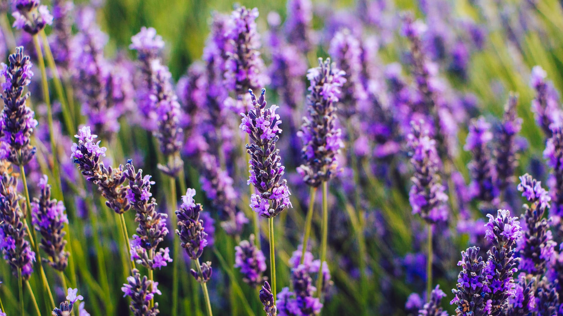 Lavendel