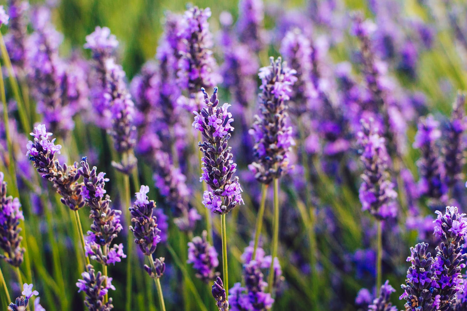 Lavendel